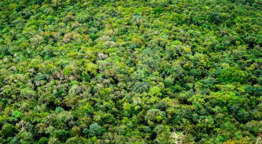 Yeşil ormanın havadan görünüşü