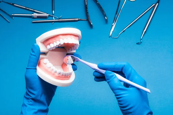 Mãos em luvas azuis segurando modelo de dentes dentários e espelho — Fotografia de Stock