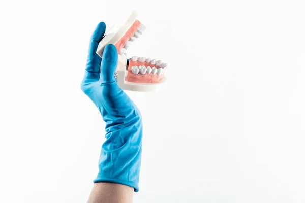 Mano in guanto blu che tiene isolati i denti modello dentale — Foto Stock