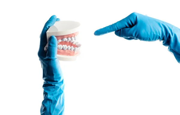 Mani in guanti blu tenendo isolati i denti modello dentale — Foto Stock