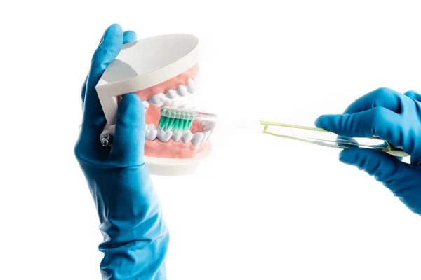 Mani in guanti blu spazzolatura denti modello isolato — Foto Stock