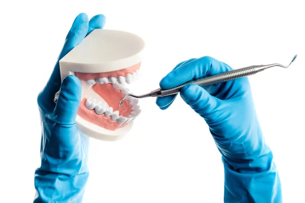 Mãos em luvas azuis examinando modelo de dentes isolados — Fotografia de Stock