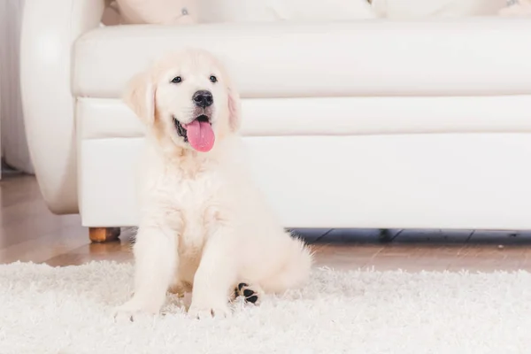 Recuperare cucciolo seduto su tappeto — Foto Stock