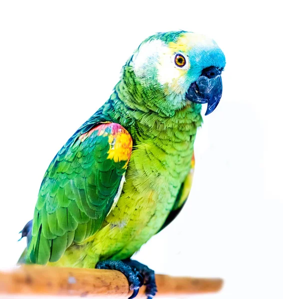 Zářivě zelené papoušci sedí na dřevěnou hůl, samostatný — Stock fotografie