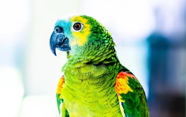 Colorido loro de cerca — Foto de Stock