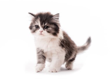 Küçük sevimli kedi yavrusu izole