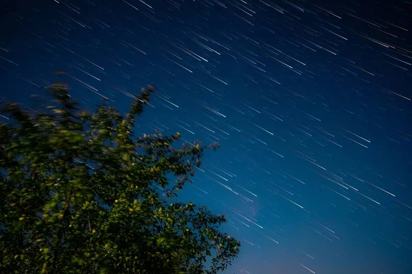 Albero verde sullo sfondo del cielo notturno — Foto Stock