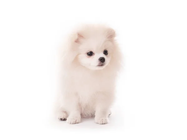 Chiot blanc gonflé race spitz assis isolé — Photo