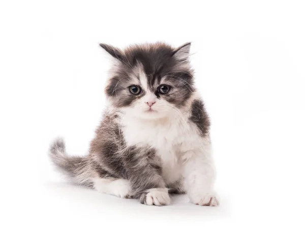 Izolált kis aranyos cica — Stock Fotó