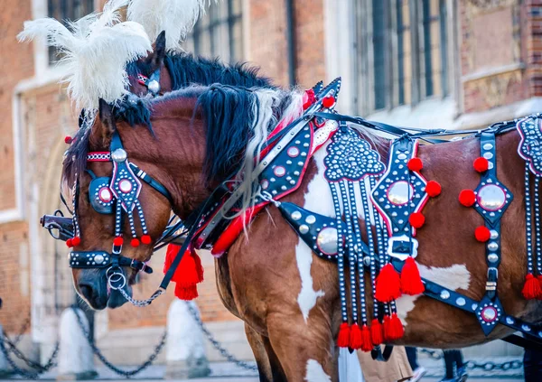 Hnědí koně s černým červeným oblečku v Krakově — Stock fotografie