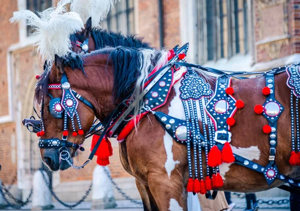 Brown horses with black red outfit in Krakow — Stock Image Brown horses with black red outfit in Krakow Stock Picture