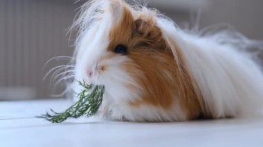 Peru kobayı otları yiyor.