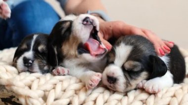 Yeni doğmuş av köpekleri battaniyenin üstünde uyuyor.