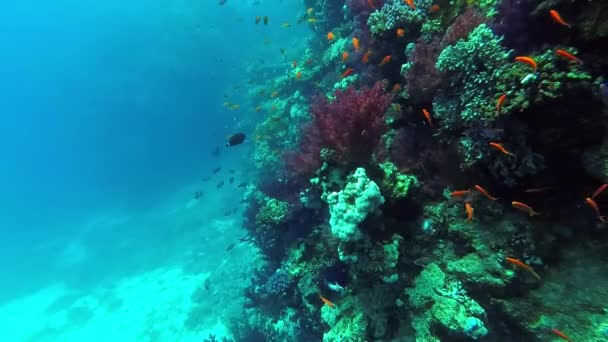 Underwater world corals and tropical fish — Stock Video