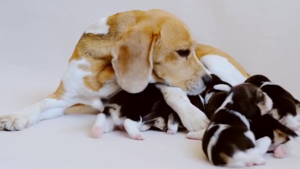 Beagle med sina valpar — Stockvideo