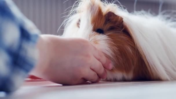 Guinea pig eating apples — Stock Video