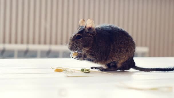 Écureuil chilien mangeant du maïs — Video