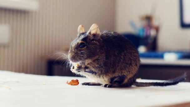 Degu sedí na podlaze — Stock video