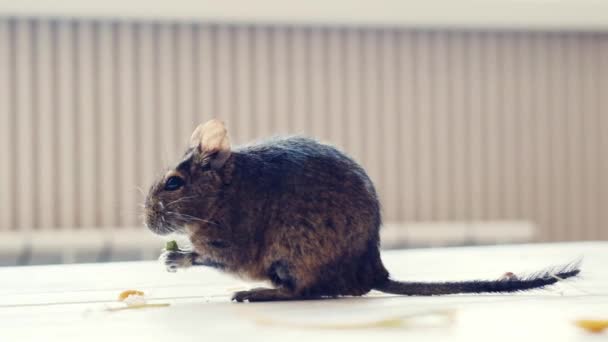 Degu zit op de vloer — Stockvideo