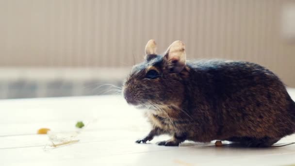 智利松鼠吃玉米 — 图库视频影像