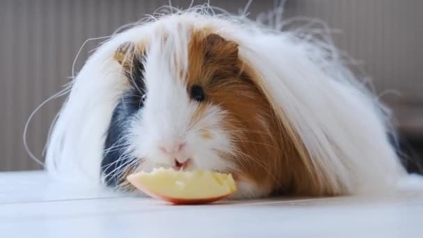 Cerdo de Guinea comiendo manzanas — Vídeo de stock