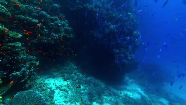 Corais mundiais subaquáticos e peixes tropicais — Vídeo de Stock