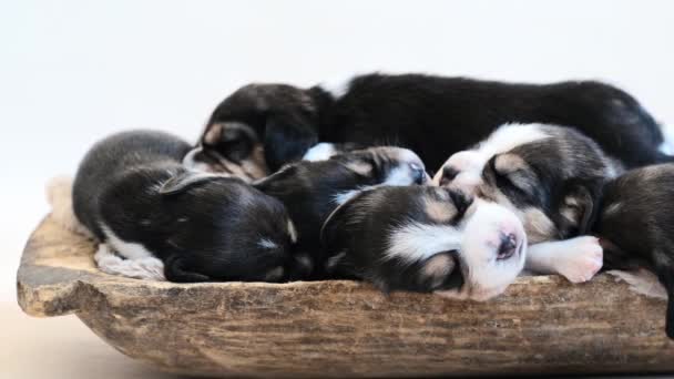 Köpek yavruları battaniyenin üstünde uyuyor. — Stok video