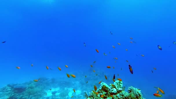 Korallen und tropische Fische unter Wasser — Stockvideo