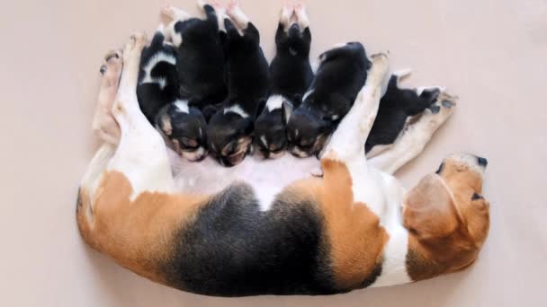 Moeder hond voeden beagle pups — Stockvideo