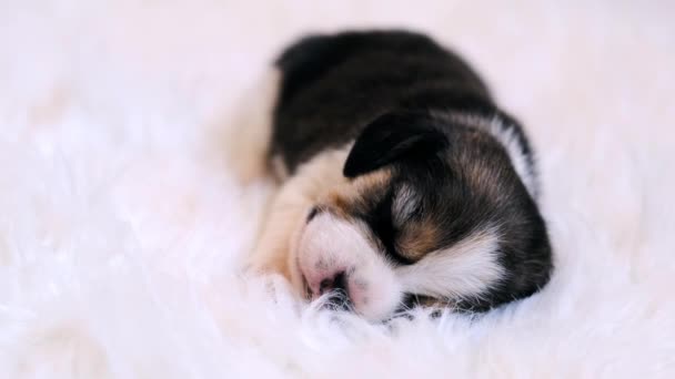 Beagle liten valp sover — Stockvideo