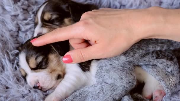 Petting alvó beagle kölykök — Stock videók