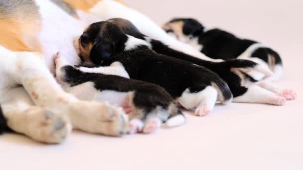 Madre perro alimentación beagle cachorros — Vídeos de Stock