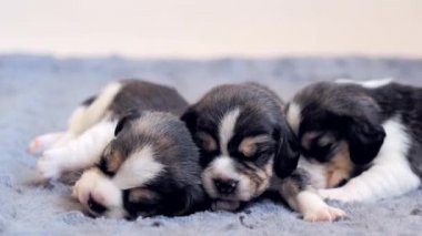 Yerde yatan üç küçük köpek yavrusu