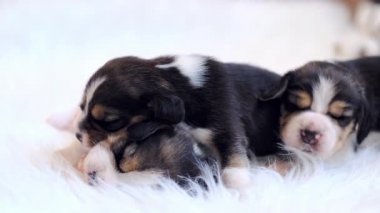 Beagle yeni doğanlar uyuyor.