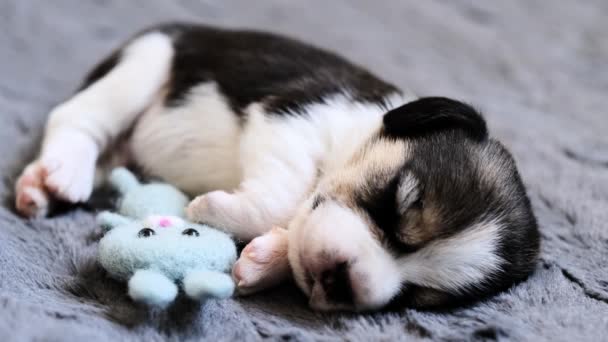 Симпатичный щенок со своей игрушкой — стоковое видео