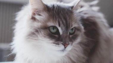 Yavru kedi yan bakıyor.