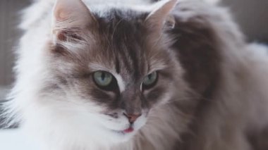 Yavru kedi yan bakıyor.