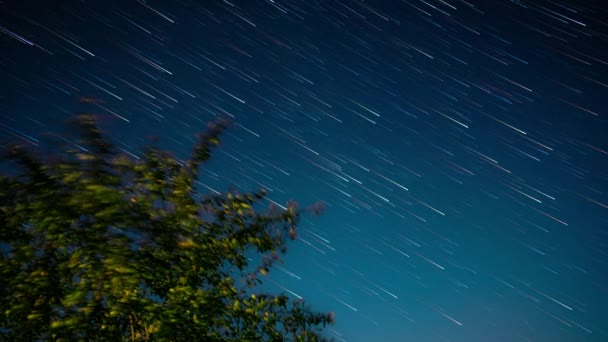 Timelapse con árbol verde en el fondo del cielo nocturno — Vídeo de stock