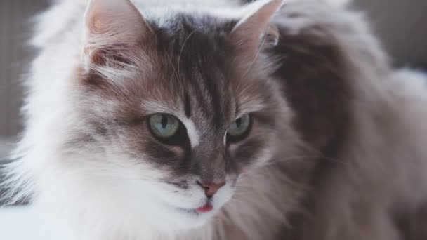 Gatito mirando a un lado — Vídeo de stock