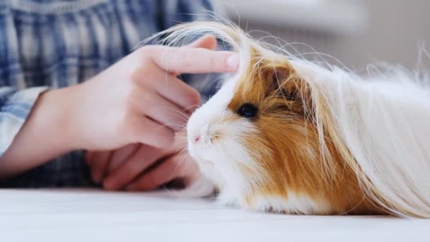 Girl taming little guinea pig Stock Video
