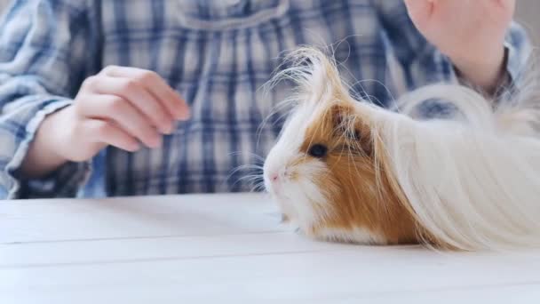 Mädchen zähmt kleines Meerschweinchen — Stockvideo