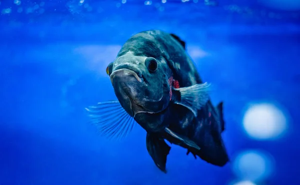 Большая рыба плавает в аквариуме — стоковое фото