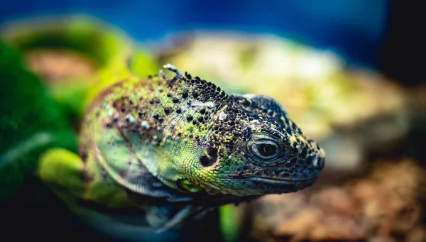 Kleine grüne Eidechse — Stockfoto