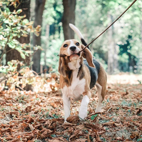 Beagle kutya pórázon — Stock Fotó