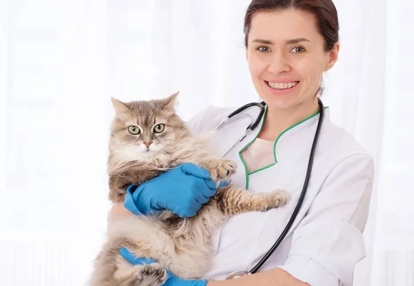 Gato gris en la cita — Foto de Stock