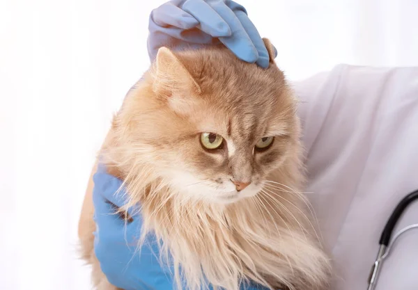 Chat à poil long dans les mains du médecin vétérinaire — Photo