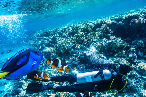 Dalgıç mercan resiflerinin yakınında suyun altında yüzüyor. — Stok fotoğraf