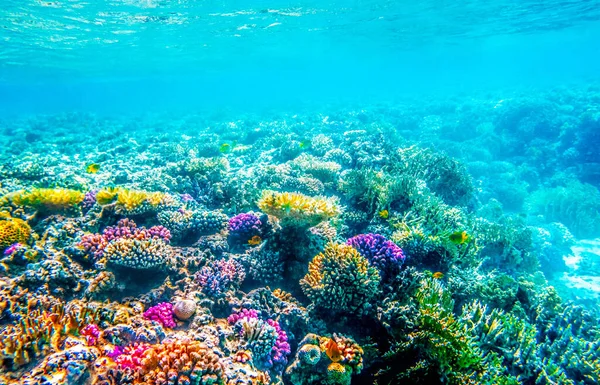 Морський пейзаж з тропічною рибою та кораловими рифами — стокове фото
