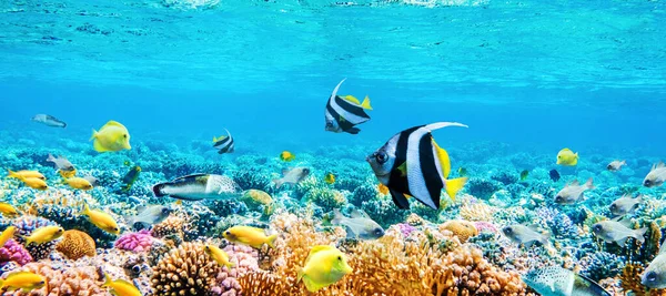 Seascape with tropical fish and coral reefs — Stock Photo, Image