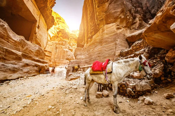 Canyon dans le mystérieux Petra — Photo